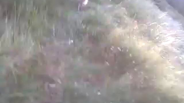 Bean my saluki x greyhound смотреть онлайн