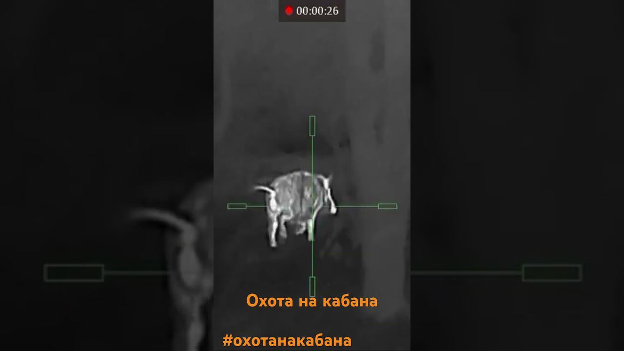 #дикаяохота #охотанакабана #дикийкабан #охотавидео
