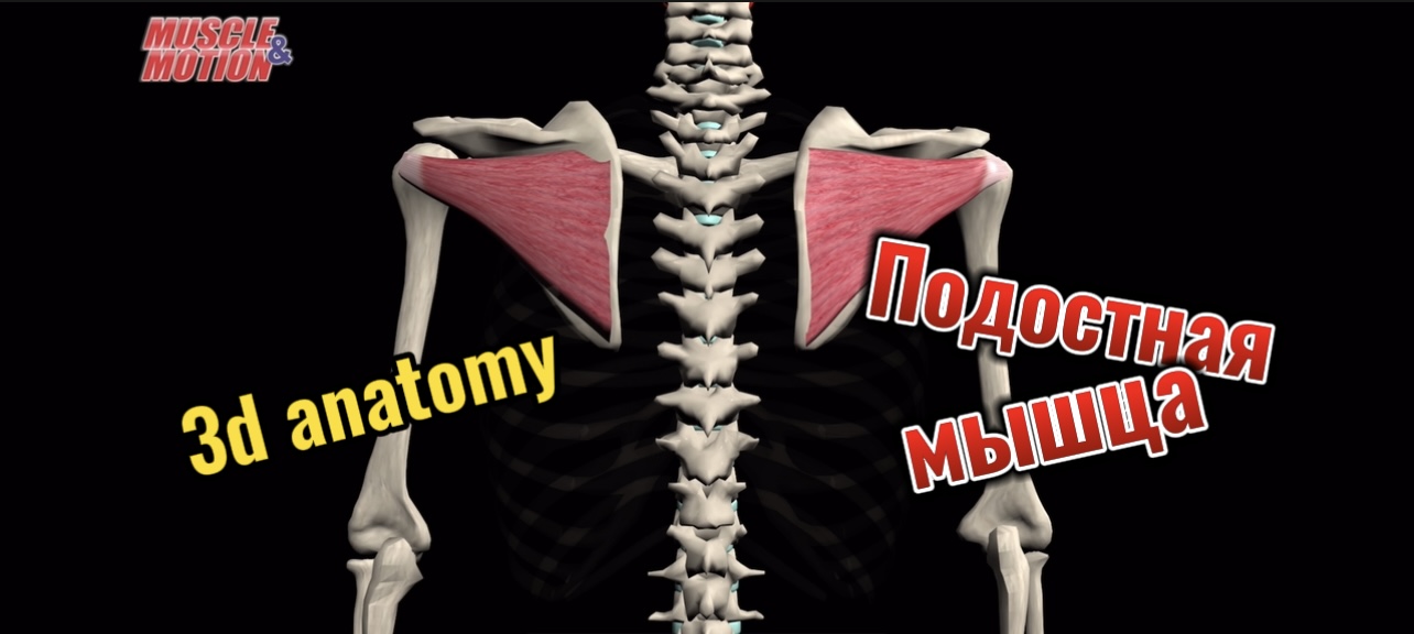 3d anatomy. Подостная мышца.