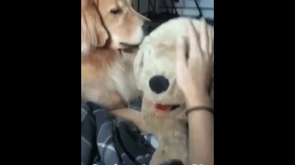 жена ревнует к собаке. собачья ревность. собака ревнует хозяина. могут ли собаки ревновать. собачья ревность.