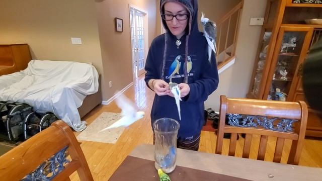 Budgie Dollar Bill Trick | Budgie Tricks смотреть онлайн