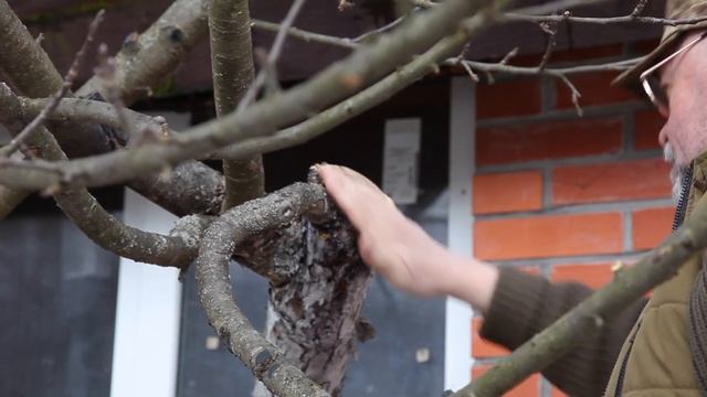 Весенняя обрезка старой яблони