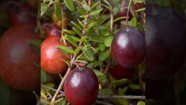 Клюква крупноплодная смотреть онлайн