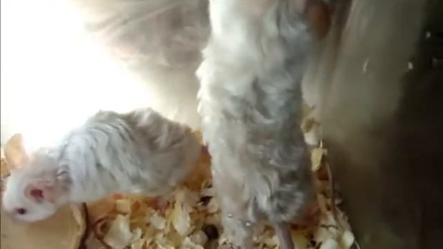 Мыши астрексы смотреть онлайн