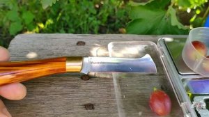 Виноград Зоренька. Урожай и особенности гибридной формы