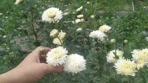 Желтые флоксы в моем саду и другие цветы!
