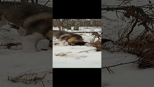 Подснежная охота