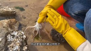 【合集】狂風暴雨過後海邊遍地都是大蛤蜊，牛牛撿到手軟，太幸運了！ 【牛牛趕海海鮮】