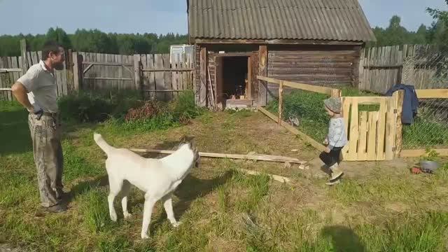 Новые подопечные алабайки Айлы...поросята )))