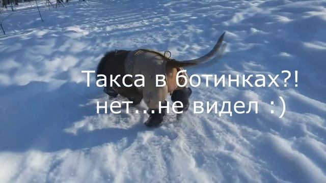 такса в ботинках смотреть онлайн