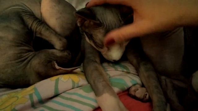 Сфинксячьи нежности:) Сфинкс котосемья