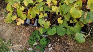 Каберне Кортис Технический сорт винограда раннего срока созревания Каберне сельская жизнь