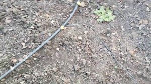 Система полива. Обрезка  розы Скарлет Мейяндекор.