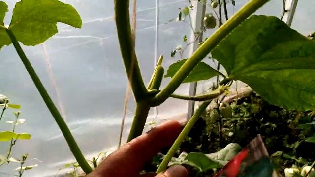 Длинные Огурцы "ИЗУМРУДНЫЙ ПОТОК". Первые Огурчики. Вот такая КРАСОТА Выросла!!! 20 июля 2021г. смотреть онлайн