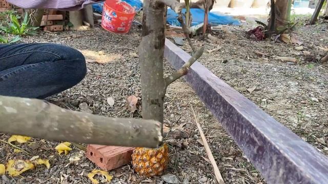 New techniques of cultivation: Fastest growing and Fastest fruiting , Jackal with Pineapple смотреть онлайн