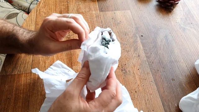 SÓ SUCULENTAS BELÍSSIMAS - Unboxing Florence Plantas