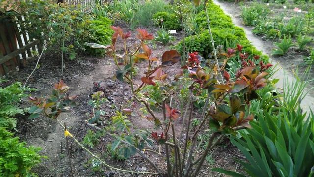 Привитые почки роз к шиповнику 2 год смотреть онлайн