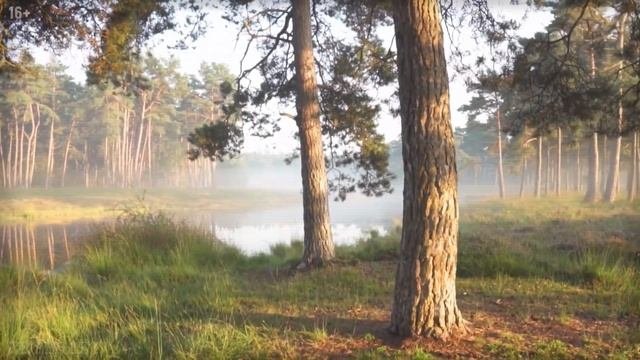 Мистический случай в тайге – голоса в голове. Таежные истории и байки. Аудио рассказы