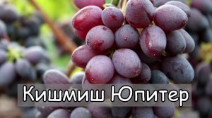 Кишмиш Юпитер США. Очень вкусный и сладкий, высокая морозостойкость.