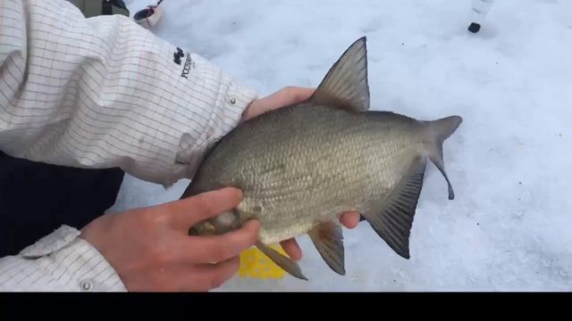 Бешеный клёв. Онлайн трансляция. Ловля подлещика/леща. Макароны в деле. Часть 1. смотреть онлайн
