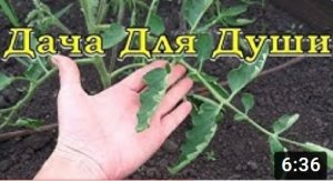 Почему скручиваются ЛИСТЬЯ ТОМАТОВ????