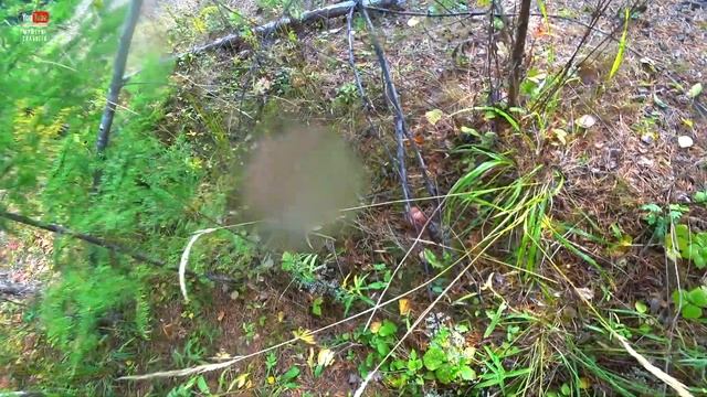 Тихая охота 2020 / Как собирать грибы / 30 килограмм грибов за 2 часа смотреть онлайн