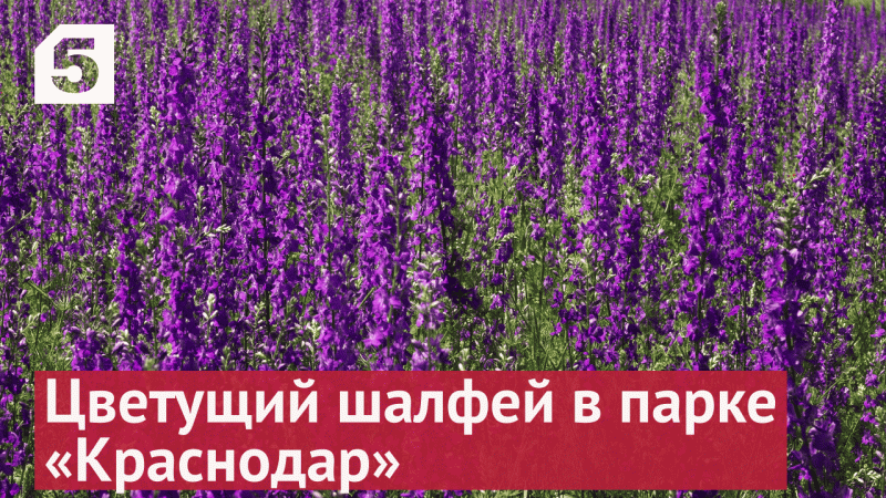 Цветущий шалфей в парке «Краснодар» показали на видео