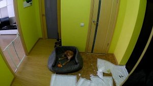 Щенок немецкого боксера( 3 мес.) один дома целый день. Топаз- немецкий боксер..