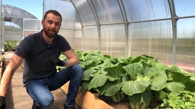 Пекинская капуста Гидра смотреть онлайн