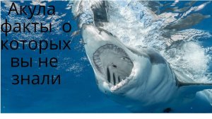 Акула  факты  о которых вы не знали. Документальный  и познавательный фильм. Виды акул.