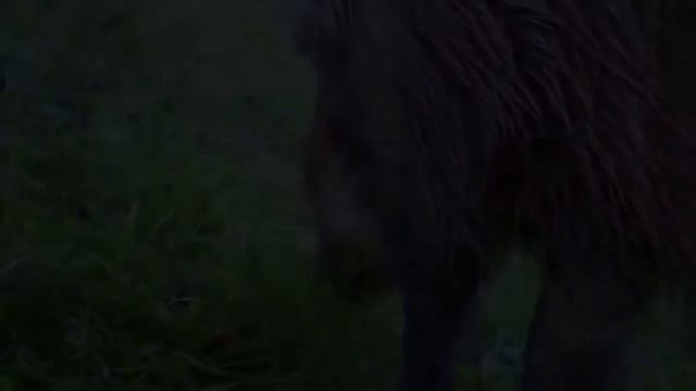 Кабан залечивает рваную рану с помощью глины