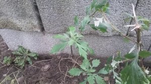 Лечебная полынь. Рецепты здоровья. Полынное масло, мазь, палочки для окуривания, саше.