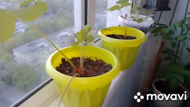 09.05.2023г.Обзор домашнего огородика. Буду ли использовать органик микс? смотреть онлайн