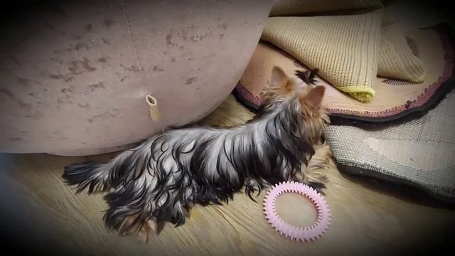 Ураааа мы завили Йорка !!! Рассказываю о поведении собаки в 1 дни смотреть онлайн