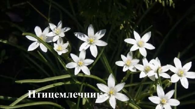 Сажайте белые цветы в саду смотреть онлайн
