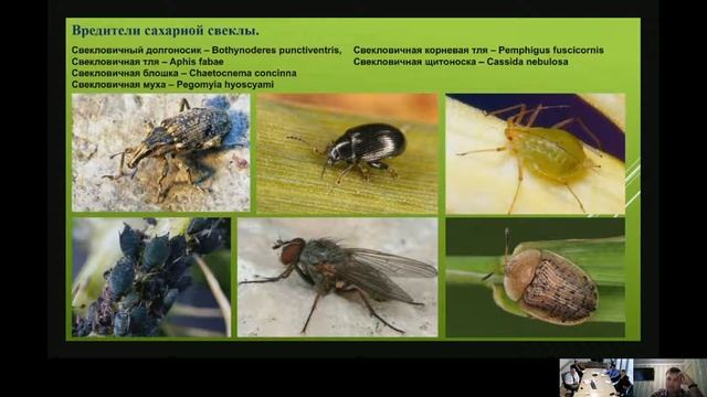 Вредители сахарной свёклы, вебинар.
