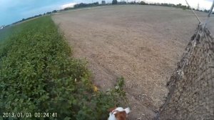 Охота на вяхиря с чучелами 2017