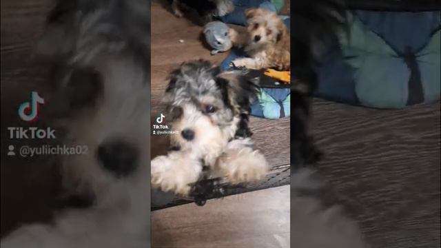 Малыши Морки f1 22.03.2022 смотреть онлайн