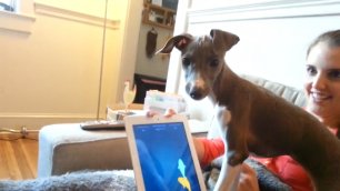Собачка играет в iPad