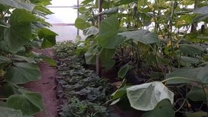 Вечерний сбор огурцов 200/300 гр с куста в сутки