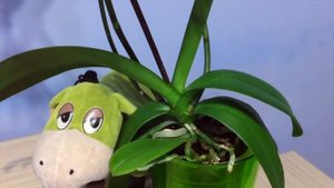 Эта ОРХИДЕЯ Amadeus стоила мне 300 тысяч рублей