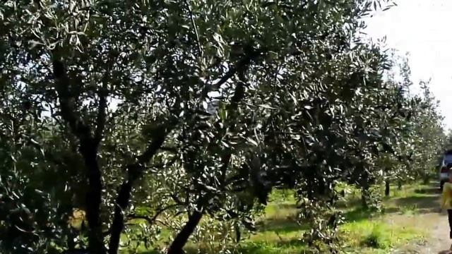 ГРЕЦИЯ ПОБОЛТАЕМ ОБ ОЛИВКАХ ОЛИВКОВОМ МАСЛЕ О БОЛЕЗНЯХ И ОБ ОЧИЩЕНИИ смотреть онлайн