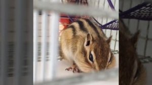 Домашний бурундук