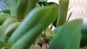 Интересное на окошке.Обзор домашней коллекции орхидей.