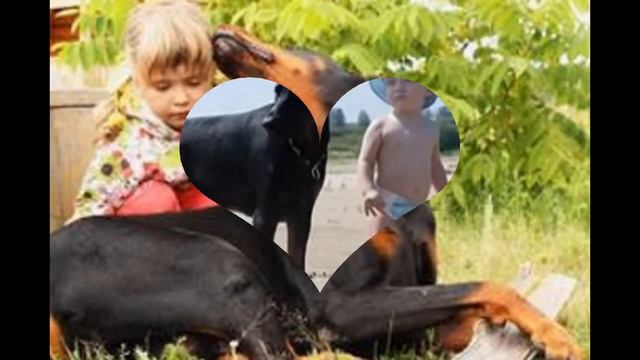 Доберманы и дети