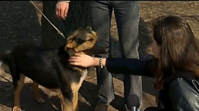 У СОНЯЧНОМУ ПАРКУ РОЗПОЧАТО СЕЗОННУ АКЦІЮ "ВІЗЬМИ ЩАСТЯ В ДІМ" смотреть онлайн