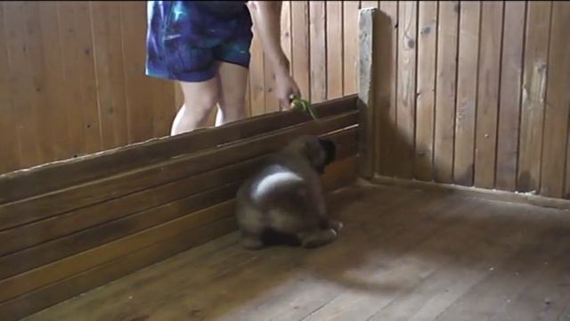 щенок кавказ. овчарки.avi смотреть онлайн