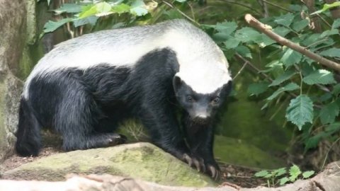 Медоед.Безстрашный зверь.