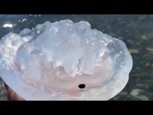 ГИГАНТСКИЕ МЕДУЗЫ ЗАПОЛОНИЛИ ПЛЯЖ В ГЕЛЕНДЖИКЕ. ЛЮДИ В ВОСТОРГЕ
