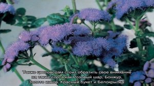 Агератум — выращивание из семян, уход и посадка